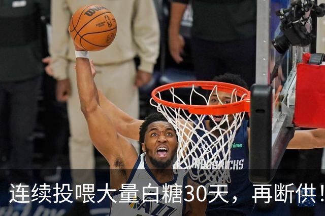 连续投喂大量白糖30天，再断供！国外网红扮“蚂蚁天神”整蛊野生蚁群